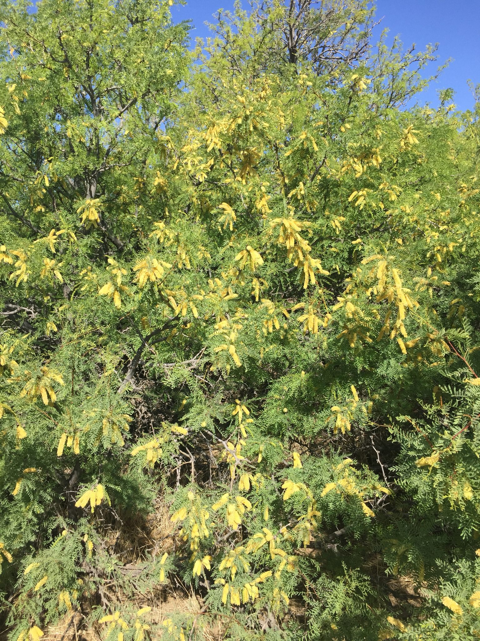 Prosopis glandulosa